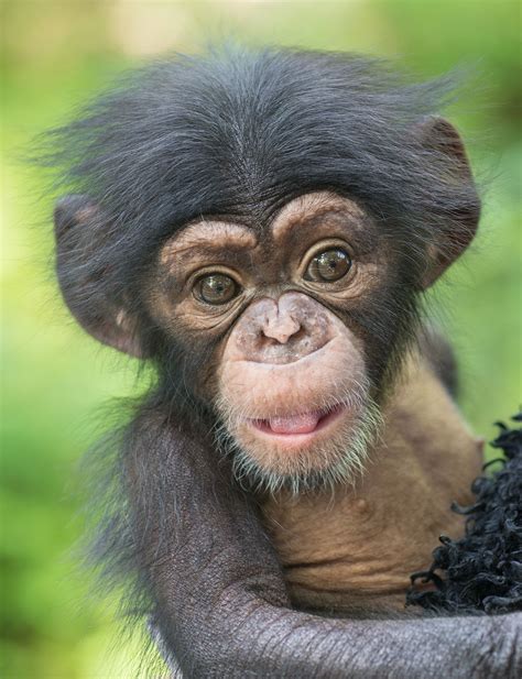 The last successful birth of a chimpanzee at the Sedgwick County Zoo was in 2010 when mom Audra gave birth to baby Mabusu. Audra died last year at the age of 51. Her son, Mabusu is now 12 years ...